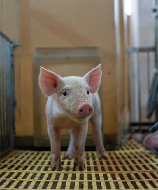 INTÉGRATION PORCINE